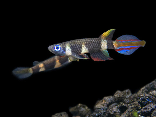 Clown Killifish AKA Rocket Killifish (Epiplatys annulatus)