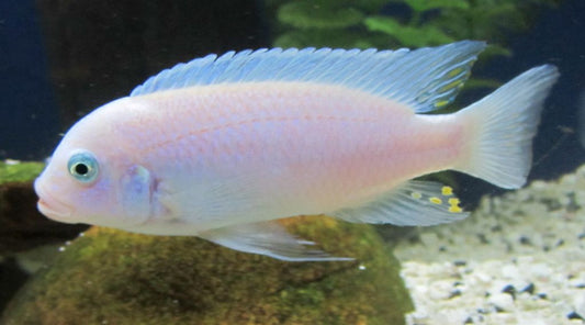 Albino Cobalt Zebra Cichlid (Metriaclima callainos var. albino)