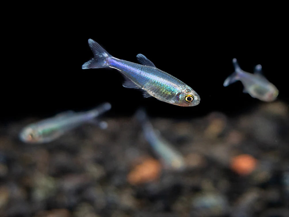 Cochu's Blue Tetra AKA Blue King Tetra (Boehlkea fredcochui),