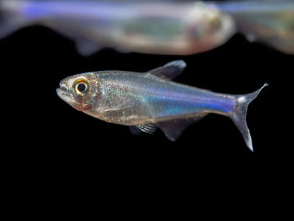 Cochu's Blue Tetra AKA Blue King Tetra (Boehlkea fredcochui),