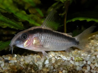 Skunk Cory (Corydoras Arcuatus)