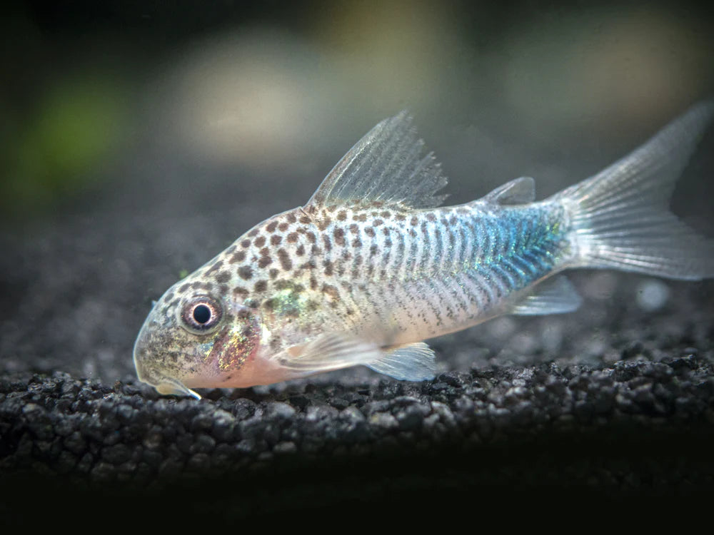 Smugde Spot Corydora (Corydoras Similis)