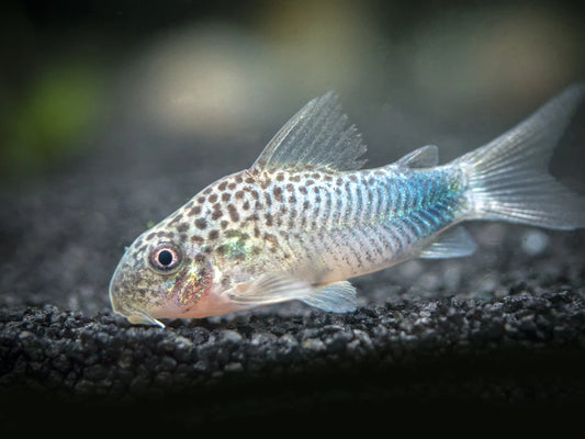 Smugde Spot Corydora (Corydoras Similis)