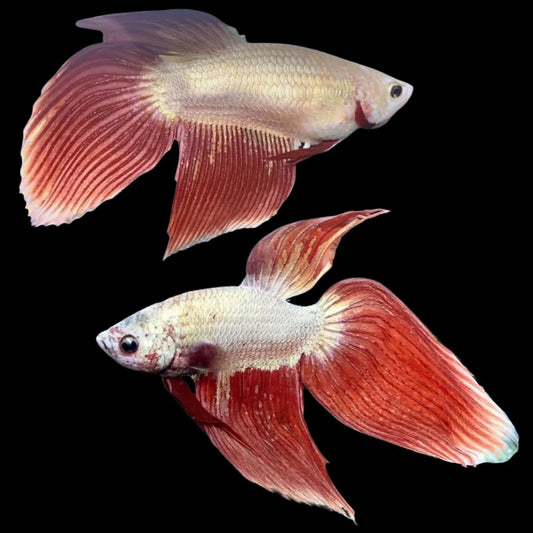 Long Fin Dragon Male Betta