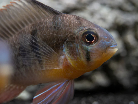 Bolivian Butterfly Ram