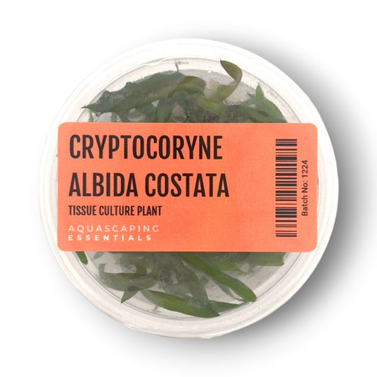 Cryptocoryne Albida Costata Tissue Culture