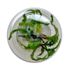 Cryptocoryne Crispatula "Balansae"