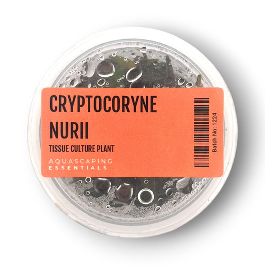 Cryptocoryne Nurii Tissue Culture