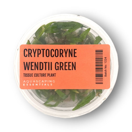 Cryptocoryne Wendtii ‘Green Tissue Culture)