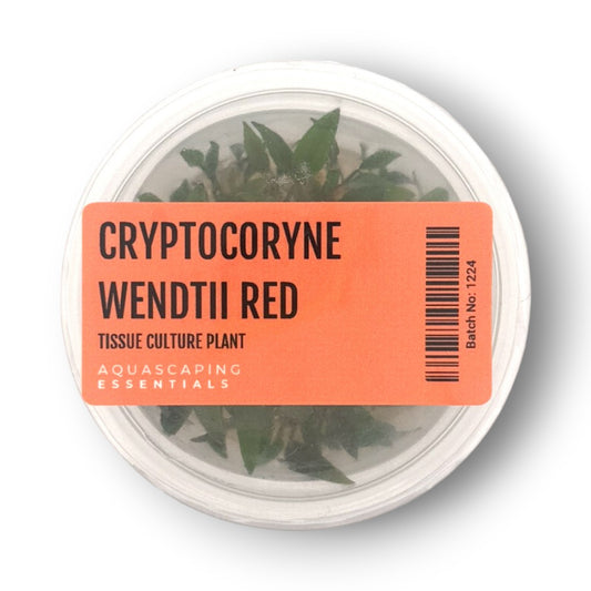 Cryptocoryne Wendtii Red Tissue Culture