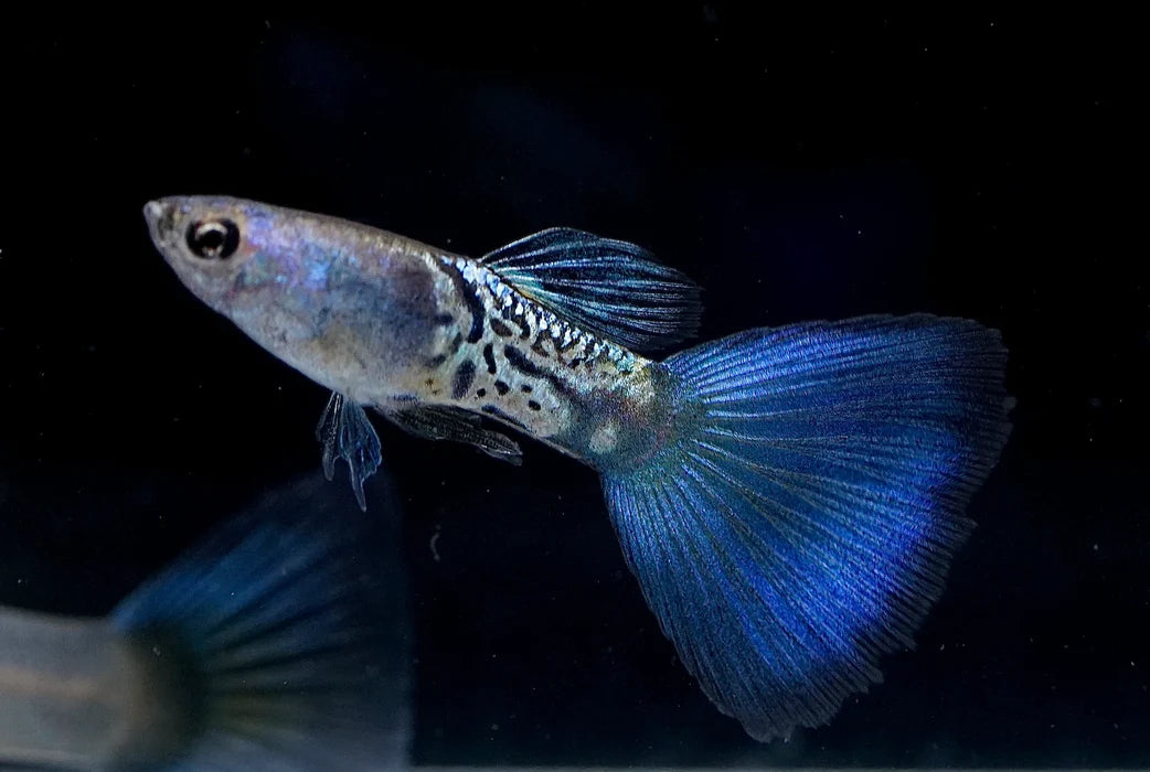 Blue sky Metallic Guppy - Male