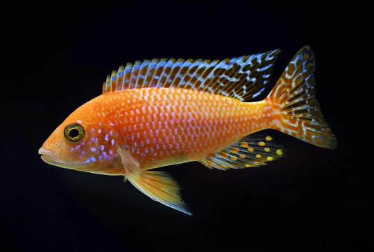 Dragon Blood Cichlid - NZ Breed