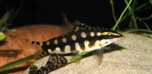 Dwarf Chain Loach (Ambastaia sidthimunki)