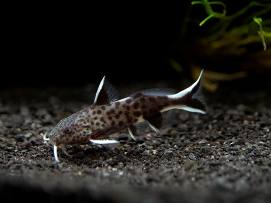 Cuckoo Catifsh - Synodontis petricola