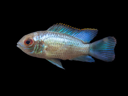Electric Blue Acara Cichlid (Andinoacara pulcher hybrid),