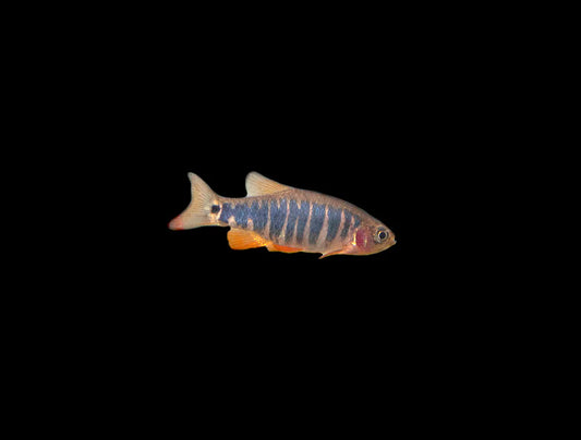 Emerald Dwarf Rasbora