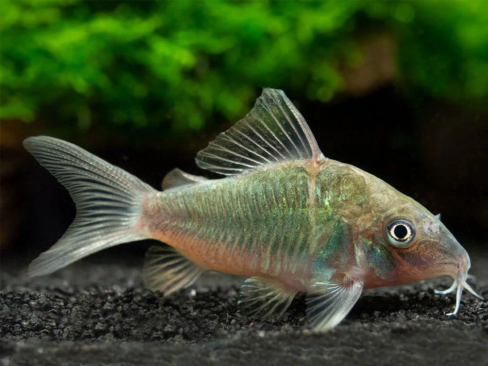 Emerald Brochis Corydora (Green Cory) – Top Fin Aquatics
