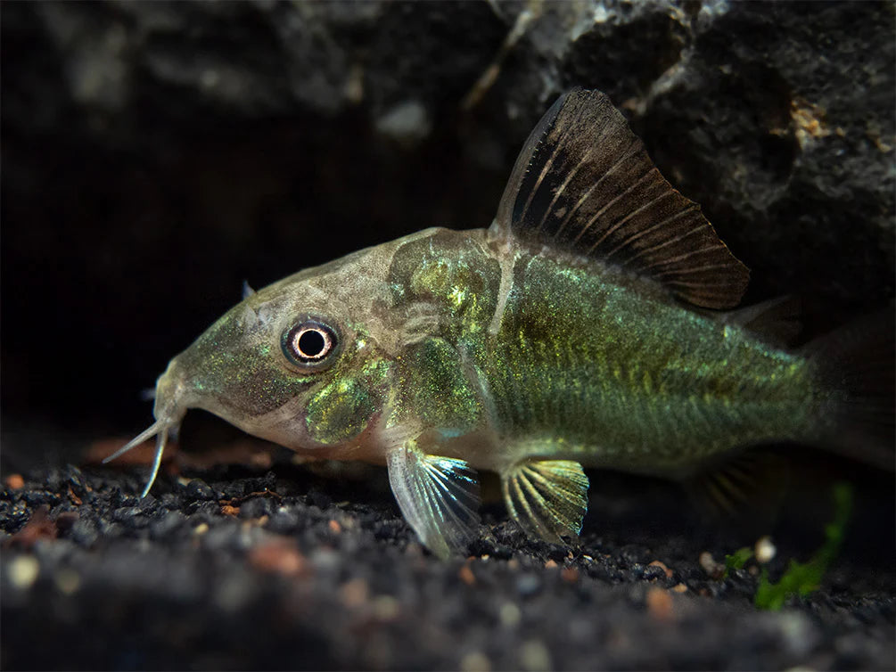 Emerald Brochis Corydora (Green Cory)
