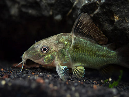 Emerald Brochis Corydora (Green Cory)