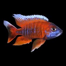 Large Eureka Red Cichlid 12-15 cm - NZ Breed