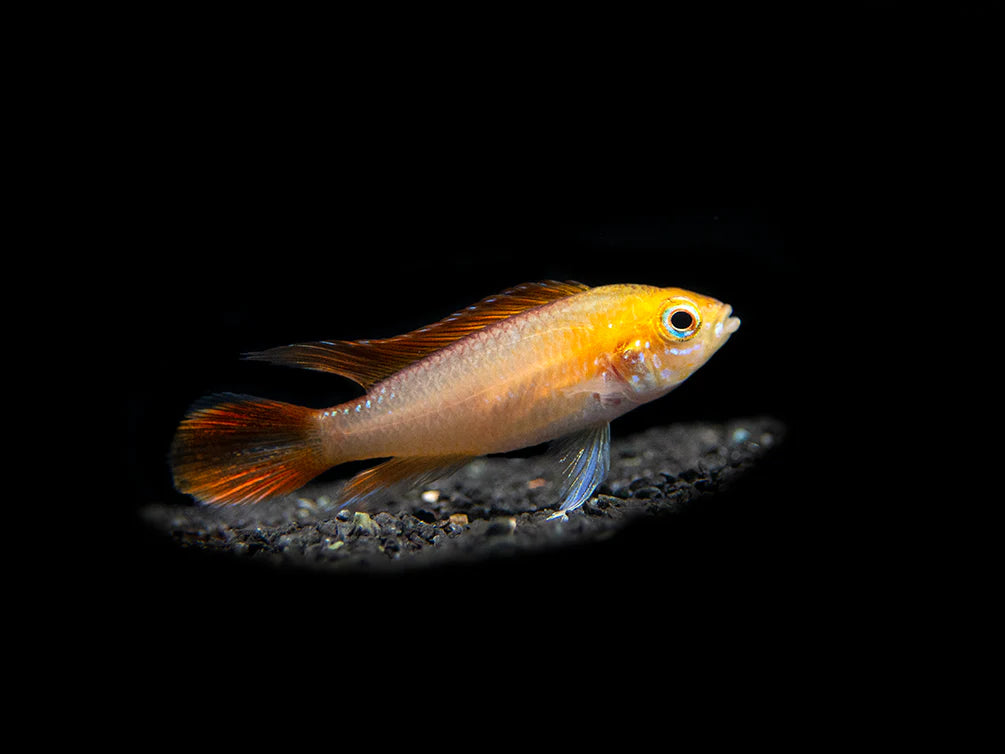 Red Fire Apistogramma Agasszi - Pairs