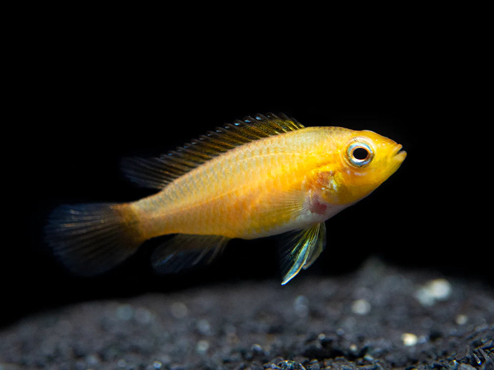 Red Fire Apistogramma Agasszi - Pairs