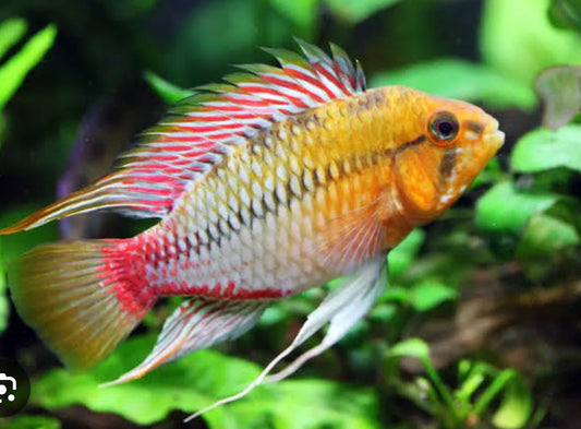 Apistogramma Hongsloi