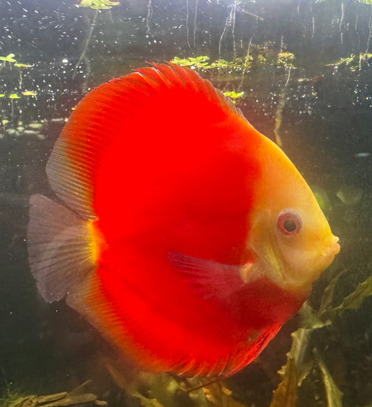 Red Melon Discus large 12cm