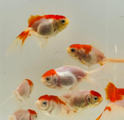 Red Cap Oranda Goldfish (Carassius auratus)