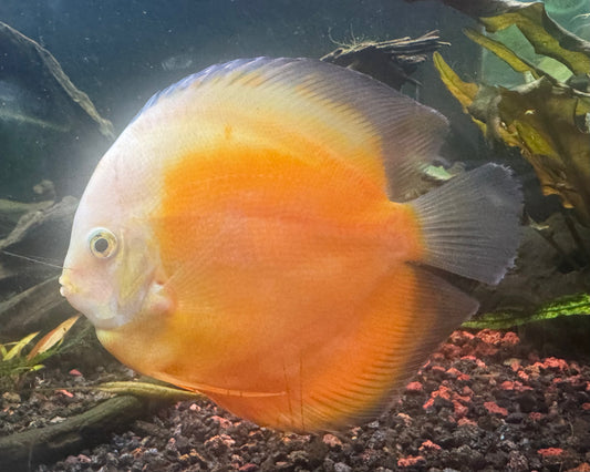 Yellow Sunset Discus Discus – Top Fin Aquatics