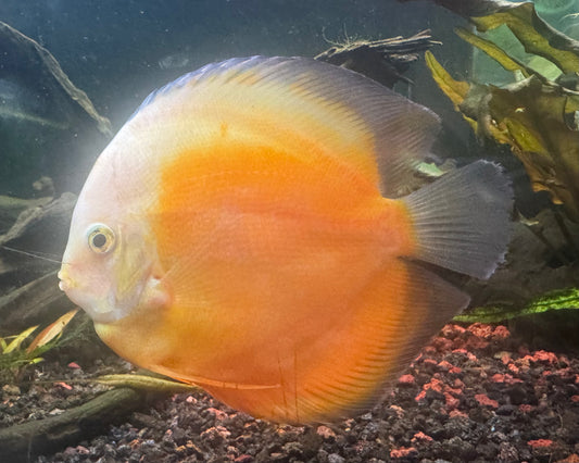 Yellow White Discus large 12cm