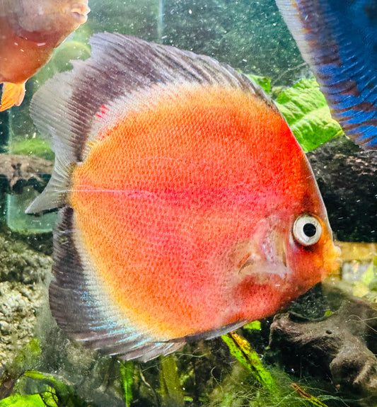 Panda Eye Discus - 6cm