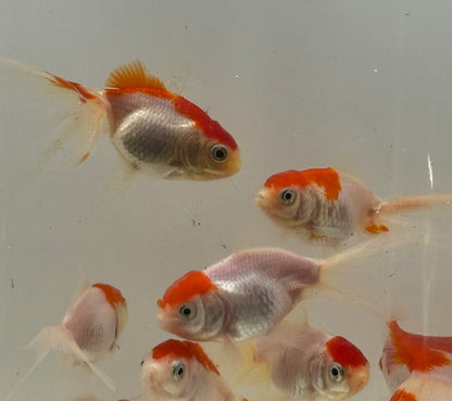 Red Cap Oranda Goldfish (Carassius auratus)