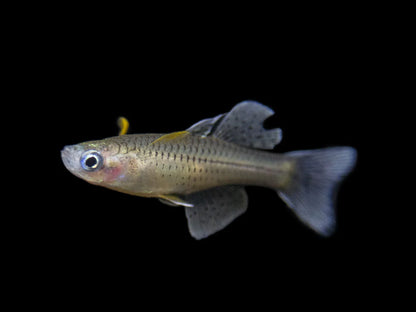Gertrudes Blue Eye