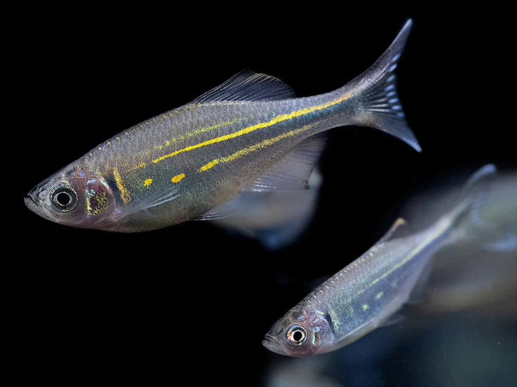 Giant Danio