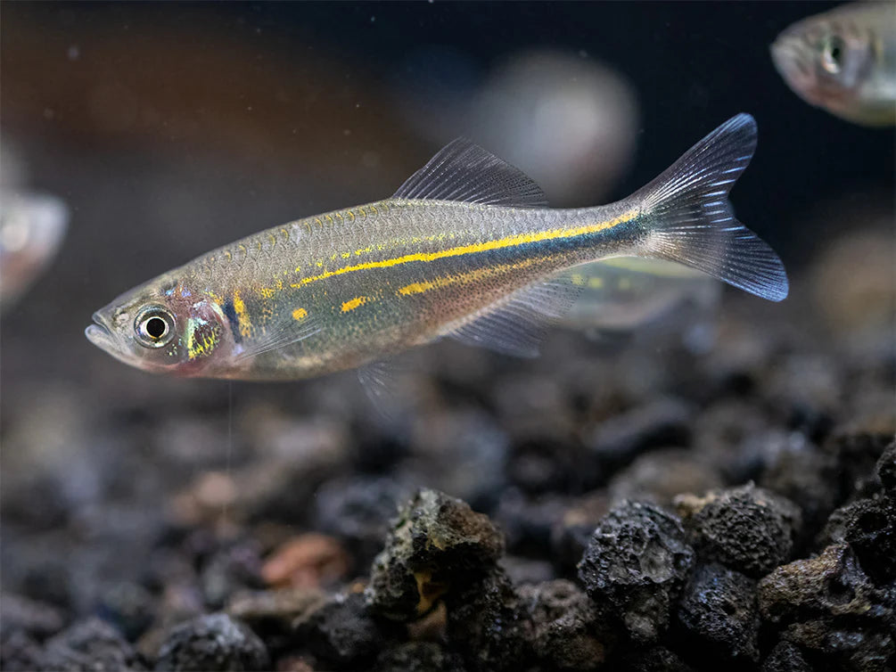 Giant Danio