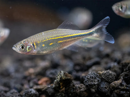 Giant Danio