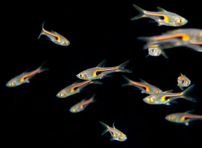 Glowlight Rasbora (Trigonostigma hengeli)