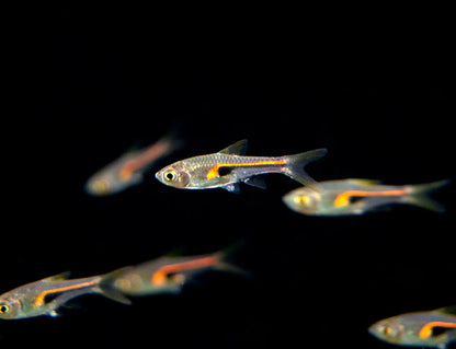 Glowlight Rasbora (Trigonostigma hengeli)