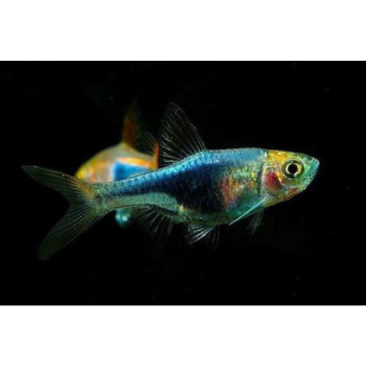 Gold Head Purple Harlequin