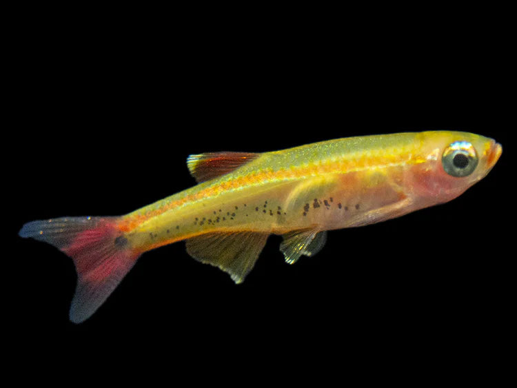 Gold White Cloud Mountain Minnow