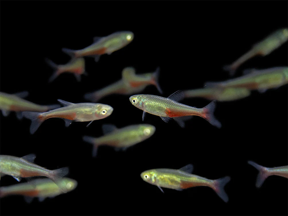 Green Fire Tetra