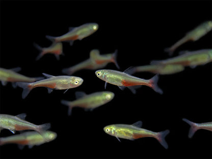 Green Fire Tetra