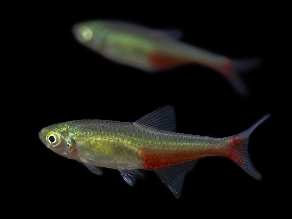 Green Fire Tetra
