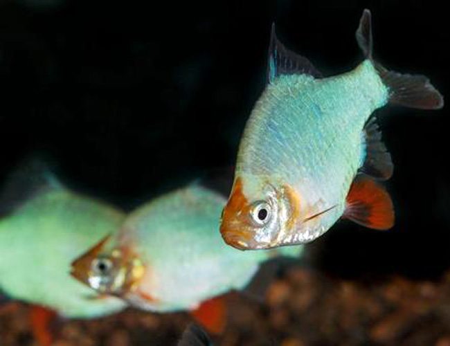 Jade Tiger Barbs