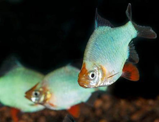 Jade Tiger Barbs