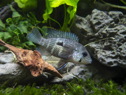 Green Terror Cichlid