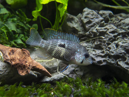 Green Terror Cichlid