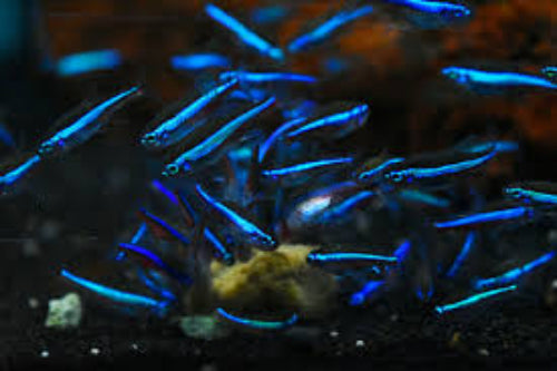 Green Neon Tetras