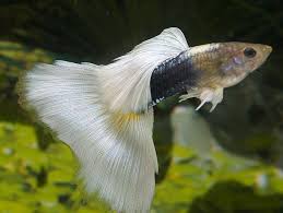 Half Black White Tuxedo Guppy - Pairs